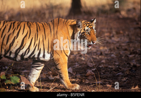 Una tigre del Bengala (Panthera Tigris) Foto Stock