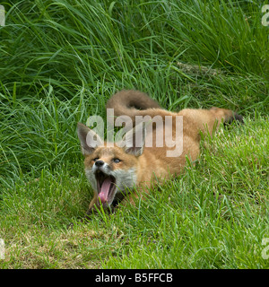 Red Fox cub Vulpes vulpes rilassante e sbadigli Foto Stock