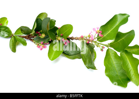 Acerola fiori e foglie su sfondo bianco Foto Stock