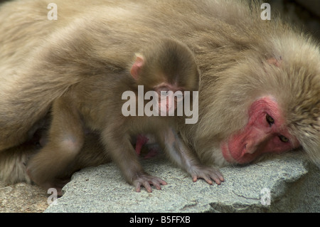 Neonato giapponesi macaque Macaca fuscata gioca accanto a madre Jigokudani Monkey Park Shiga altezze Isola di Honshu Giappone Foto Stock