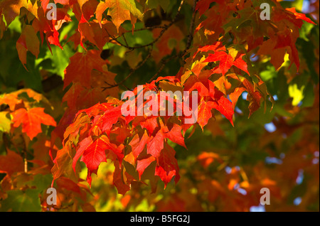 Autumn Leaf cambiamento di colore nel Midwest superiore negli Stati Uniti Foto Stock