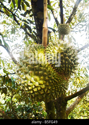 Frutta Durian crescente su albero Foto Stock