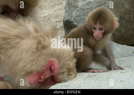 Neonato giapponesi macaque Macaca fuscata guarda alla madre di appoggio Jigokudani Monkey Park Shiga altezze Isola di Honshu Giappone Foto Stock