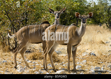 Kudu maggiore (Tragelaphus strepsiceros) femmine nel Parco Nazionale Etosha Namibia Foto Stock