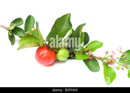 Acerola frutti e fiori su sfondo bianco Foto Stock