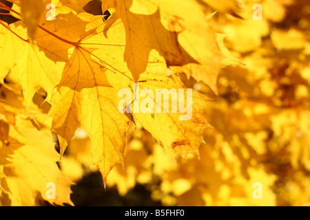 Vista dettagliata del giallo di foglie di acero Foto Stock