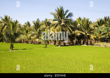 Un risone cresce da un Tamil Nadu village al momento di Pongal, marcatura entrambi i Tamil anno nuovo e harvest festival. Foto Stock