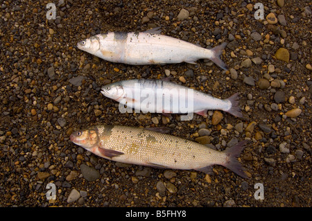 Salmerino alpino Salvelinus alpinus un Cisco e un ampio coregone Coregonus nasus catturati lungo la piattaforma continentale off l'Artico Foto Stock