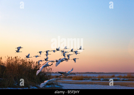 Red coronata gru volando sopra la coperta di neve wetland Cina del nord Foto Stock