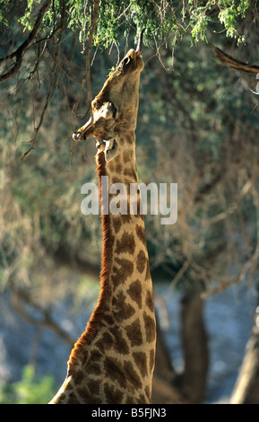 Giraffa camelopardalis Giraffa Ana Tree Hoanib fiume Kunene Damaraland Regione della Namibia Foto Stock