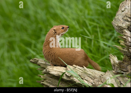 La donnola Mustela nivalis Foto Stock