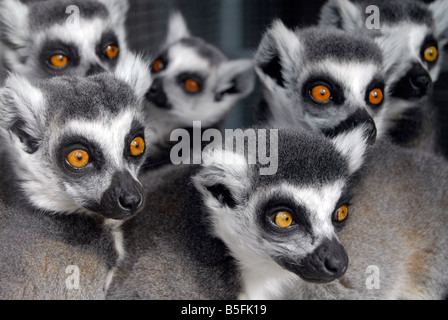 Gruppo di lemuri raggomitolati insieme luminosa e Alert Foto Stock