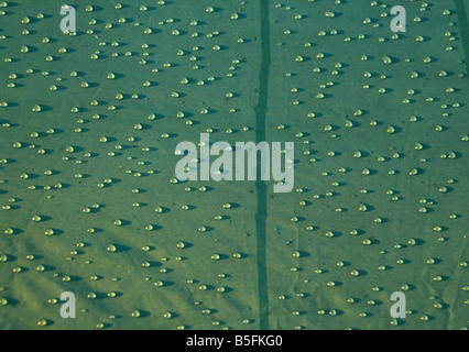 La rugiada su Glastonbury tenda tela1993 Foto Stock