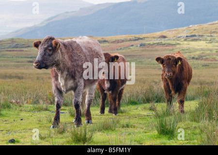 Foto di una mucca con due vitelli più grandi dietro di lei. Presa sull'isola di Mull, in Scozia Foto Stock