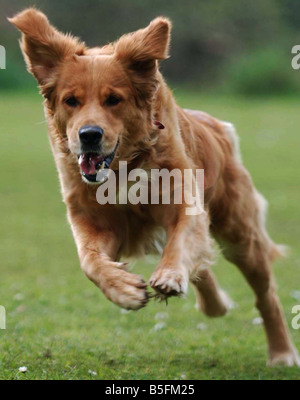 Un golden retriever (DOG) in esecuzione Foto Stock