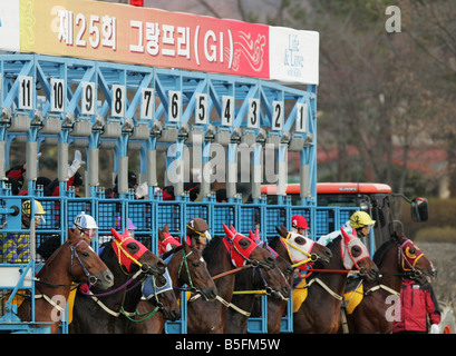 Cavalli da salto fuori dei cancelli di partenza, Seoul, Corea del Sud Foto Stock