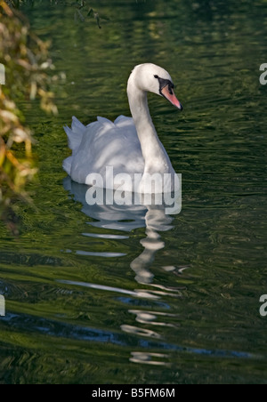 Cigno (Cygnus olor) sul lago, REGNO UNITO Foto Stock