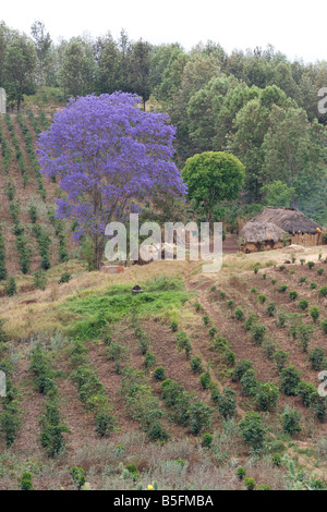 Piantagione di caffè con la fioritura Jacaranda mimosifolia albero in Karatu Tanzania Foto Stock