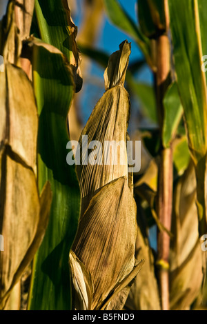 mais (Zea mays) Foto Stock