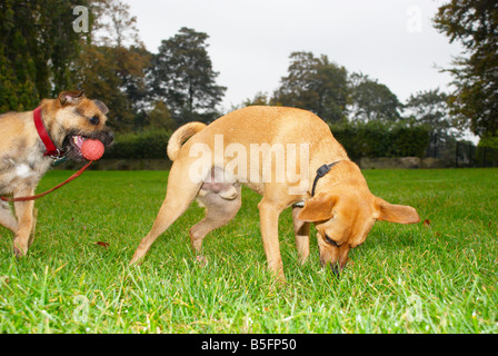 Cani giocando nel parco Foto Stock