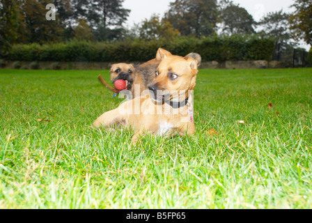 Cani giocando nel parco Foto Stock