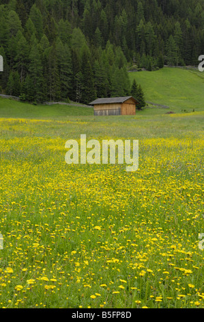 Prato alpino, Sulztal vicino a Gries, Otztal valley, Tirolo, Austria Foto Stock