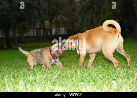 Cani giocando nel parco Foto Stock