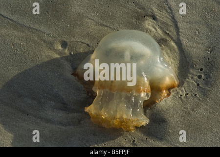 Il Cannonball meduse, una specie di meduse nella famiglia Stomolophidae, è comune sulle spiagge del Sud Carolina. Foto Stock