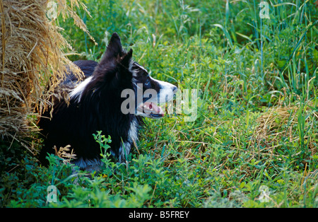 Border Collie cane nel campo Foto Stock