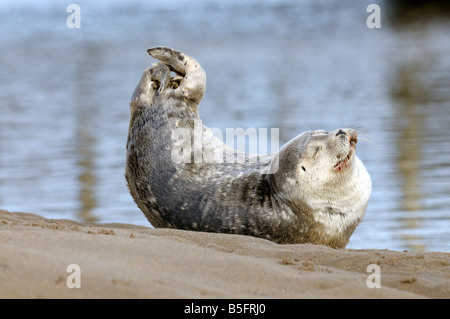 Un comune o Porto tenuta su una spiaggia Foto Stock