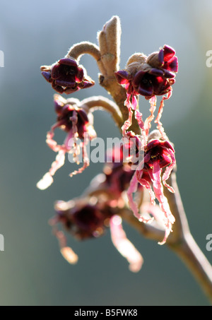 Hamamelis x intermeida bellezza arancione Foto Stock