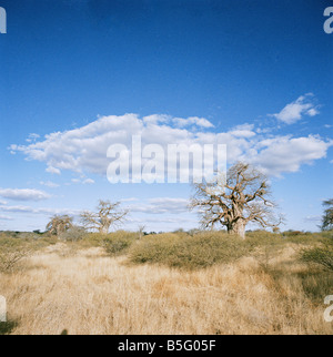 Sud Africa, Provincia di Limpopo, Kruger Park, Sud la maggior parte dei baobab in orizzontale Foto Stock