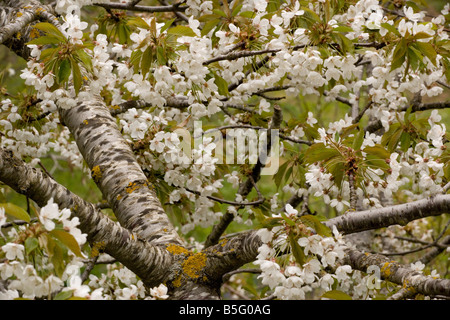 Ciliegio in fiore Prunus avium albero coperto di licheni Sicilia Foto Stock