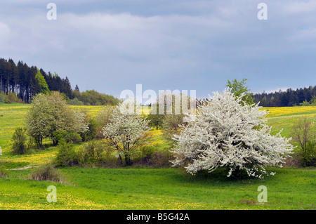 Fioritura paesaggio con alberi di fioritura - molla Foto Stock