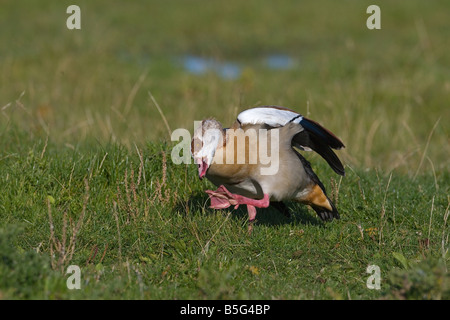 Adulto oca egiziana Alopochen aegyptiacus Foto Stock