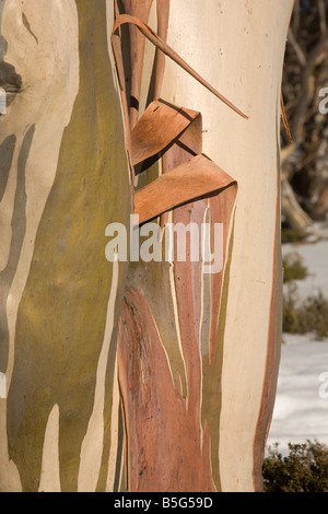 Dettaglio Snow Gum Charlotte Pass montagna innevata del Nuovo Galles del Sud Australia Foto Stock