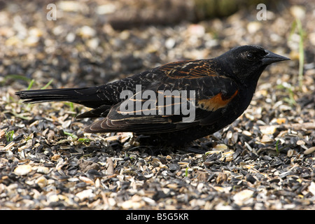 Rosso-winged Blackbird Agelaius phoeniceus capretti sul terreno su alimentazione semi a Saanich Victoria Vancouver Island BC nel mese di aprile Foto Stock