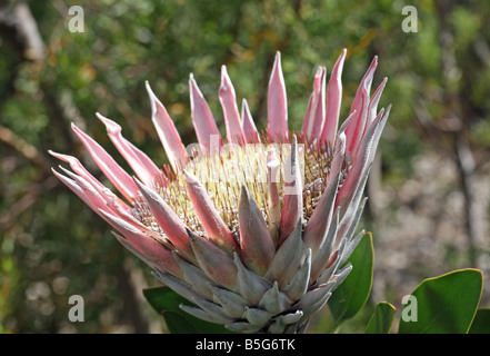 Il Re Protea (Protea cynaroides) è una pianta flowering. Si tratta di un segno distintivo di Protea, avente la più grande testa di fiori Foto Stock