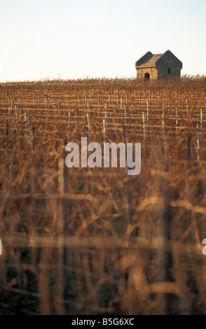 Piccola casa in un vigneto in autunno, Guntersblum, Germania Foto Stock