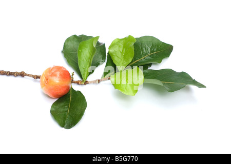 Acerola su sfondo bianco Foto Stock