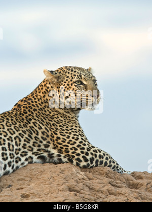 Ritratto di donna leopard su termite mound al tramonto Foto Stock