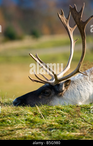 Foresta europea renne (rangifer tarandus fennicus) Foto Stock