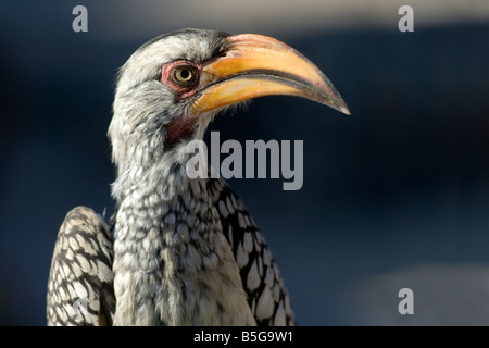 Southern Yellow fatturati hornbill (Tockus leucomelas) nel Parco Nazionale Etosha Namibia Foto Stock