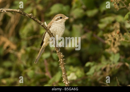 I capretti Red-backed Shrike (Lanius collurio) appollaiato su un rovo, St Marys, isole Scilly, England, Regno Unito Foto Stock