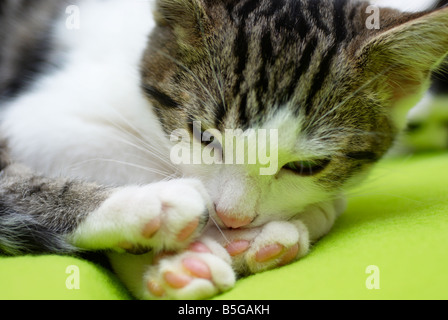 Gattino sulla coperta di verde Foto Stock