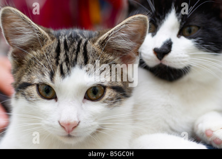 Gatti seduto su una donna di giro Foto Stock