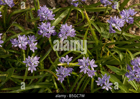 La molla squill Scilla verna in fiore tappeto erboso Costiera Foto Stock