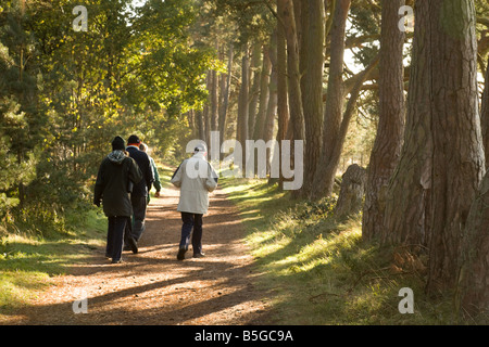 La gente a piedi nei boschi, Thetford Forest, Norfolk, Inghilterra Foto Stock