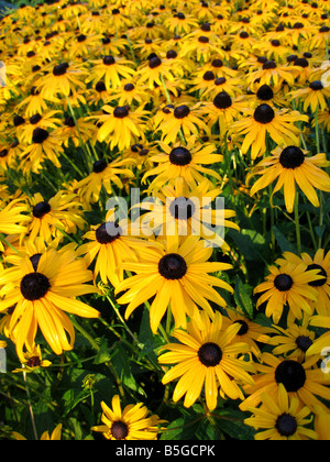 Un grande raggruppamento di Rudbeckia hirta black-eyed Susans Foto Stock