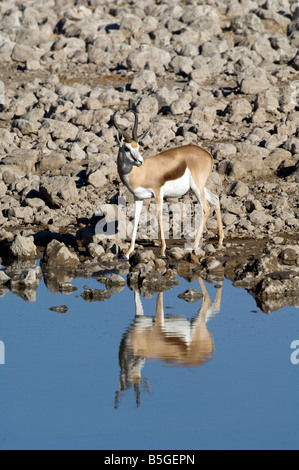 Springbok (Antidorcas marsupialis) a Okaukuejo waterhole Etosha National Park Namibia Foto Stock